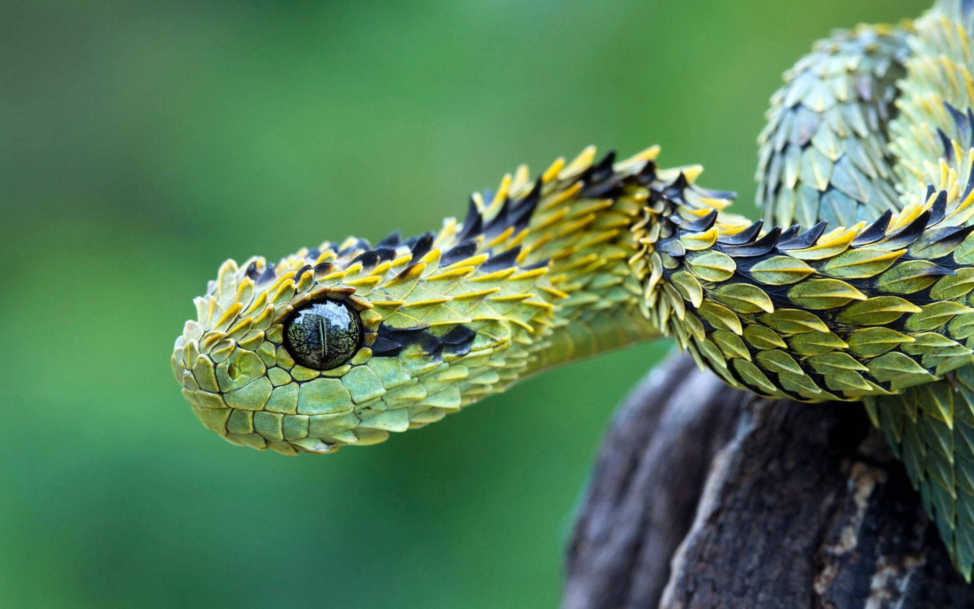 Download free Hairy Bush Snake Wallpaper - MrWallpaper.com