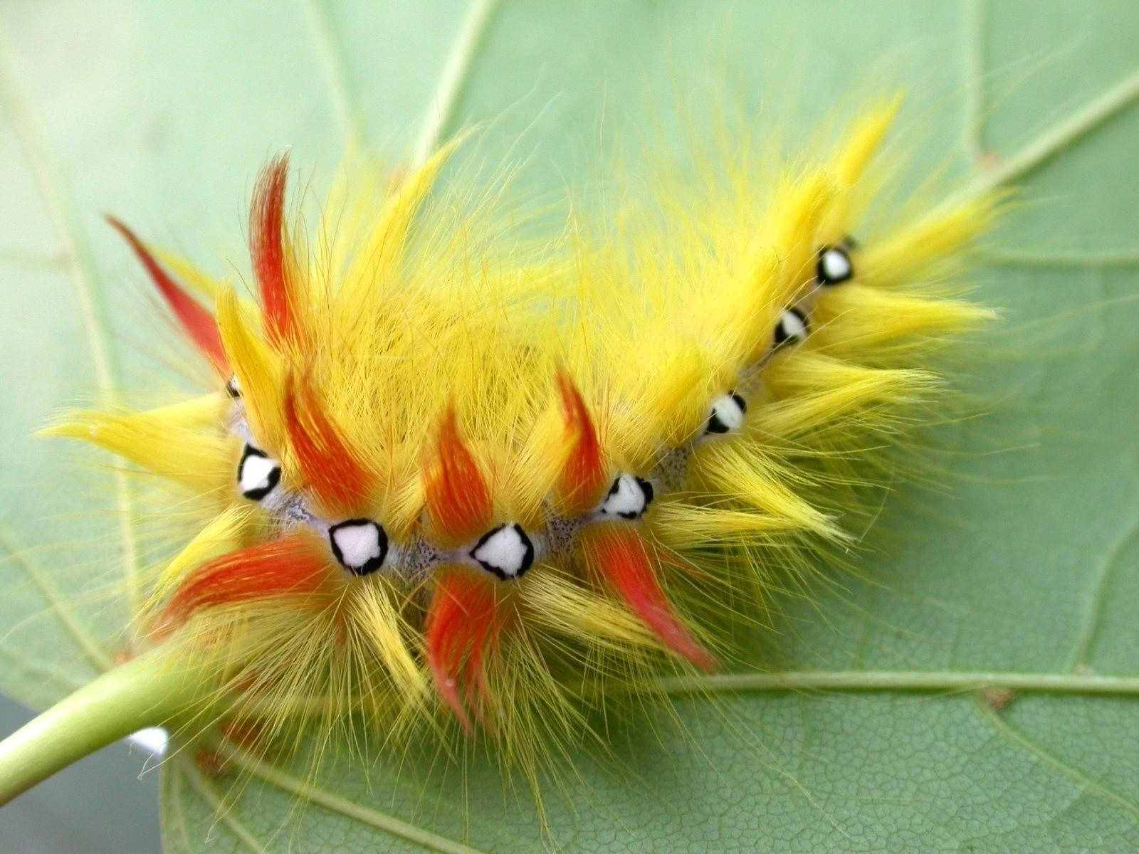 Hairy Yellow Caterpillar In Leaf Wallpaper