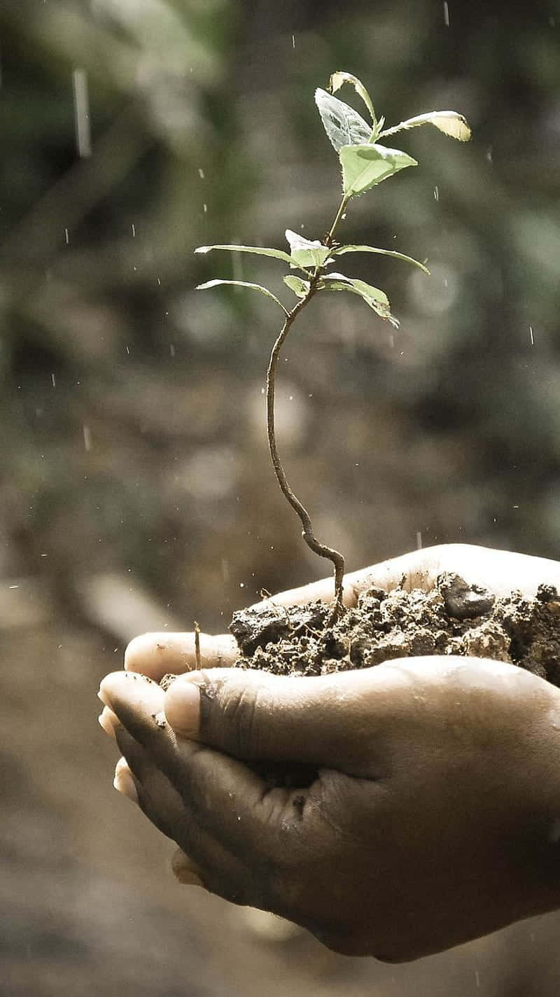 Hand Holding A Plant Phone Wallpaper