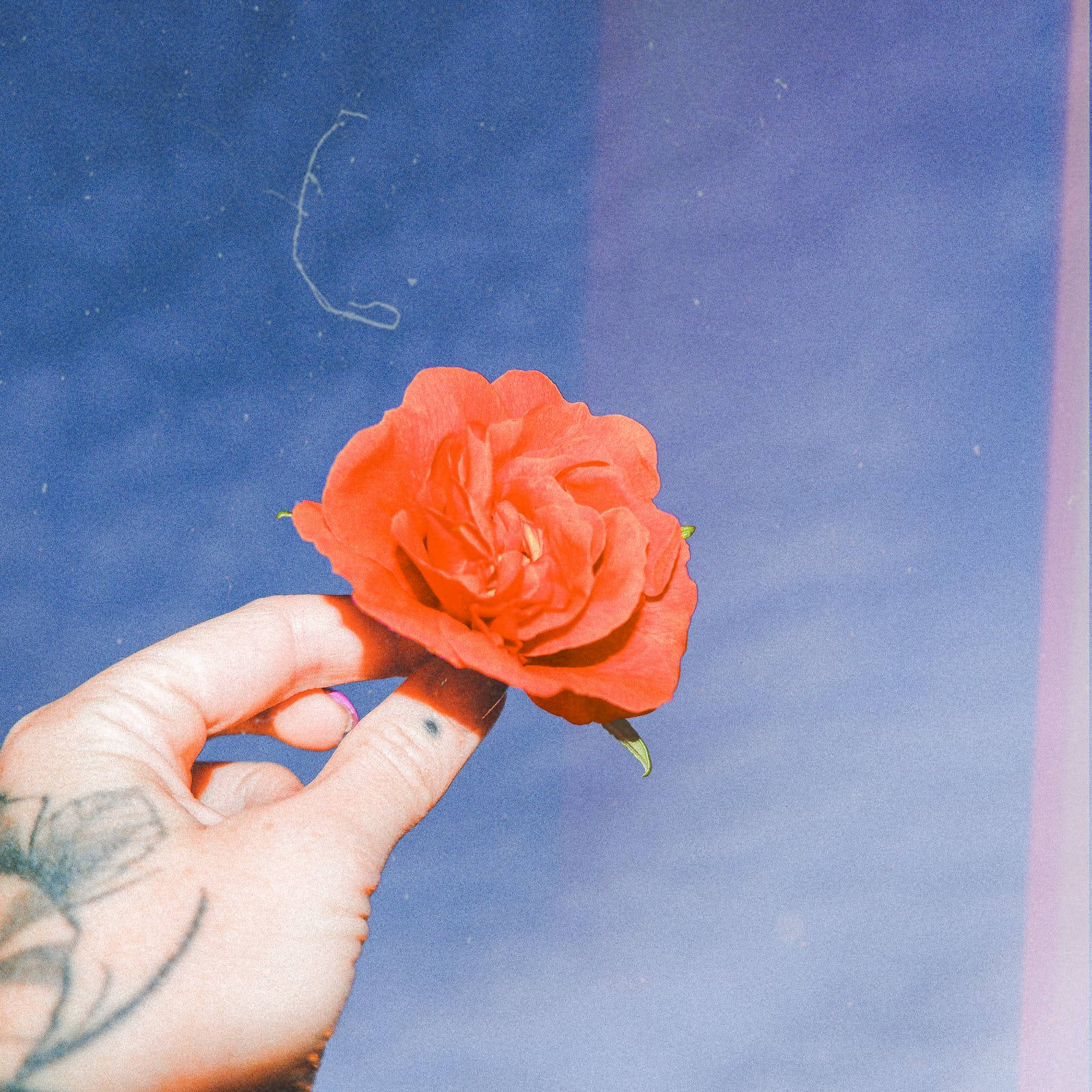 Hand Holding Rose Aesthetic Photography Wallpaper