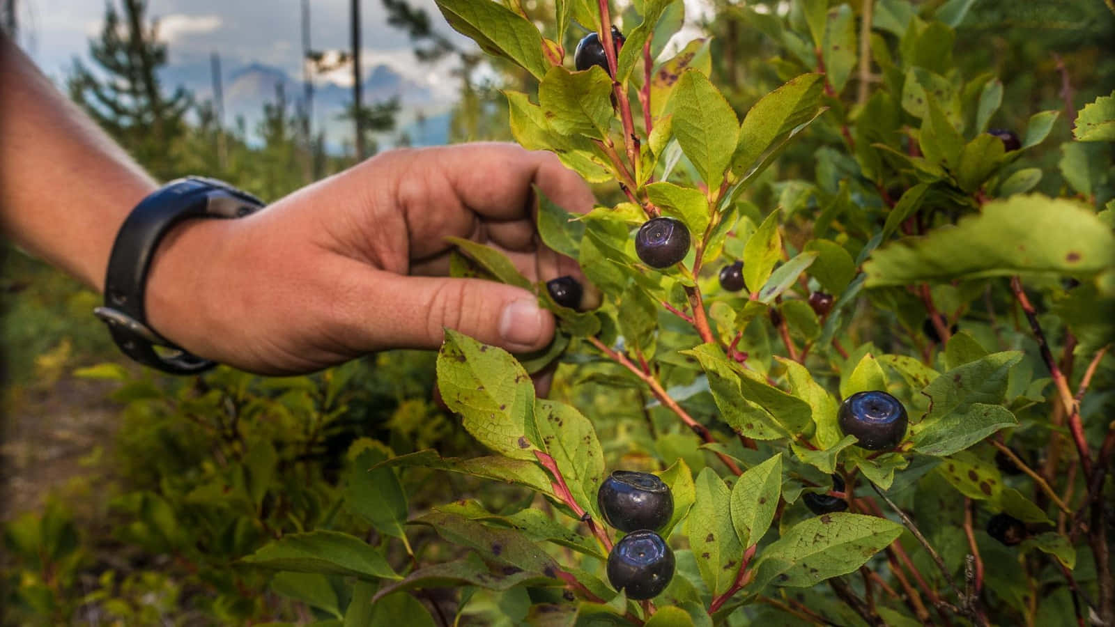 Hand Picking Huckleberriesin Wild Wallpaper