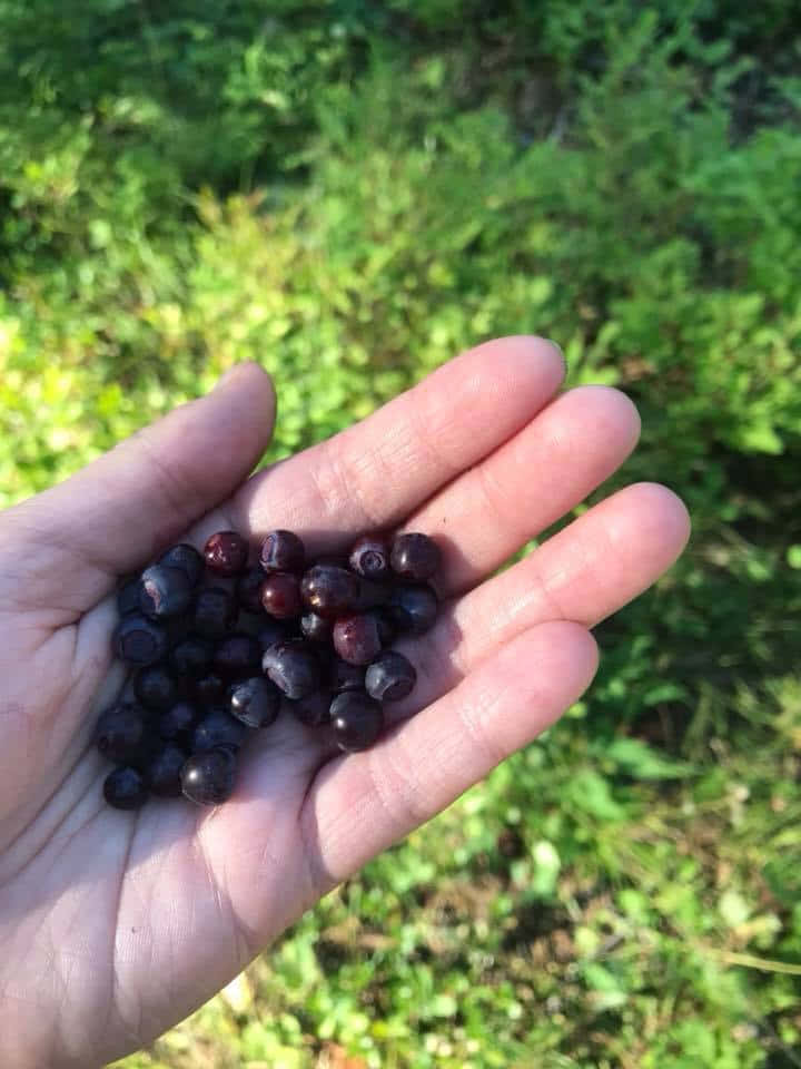 Handfulof Huckleberries Wallpaper