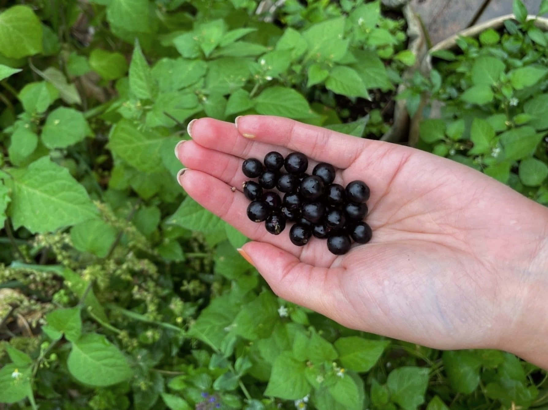 Handfulof Huckleberries Wallpaper