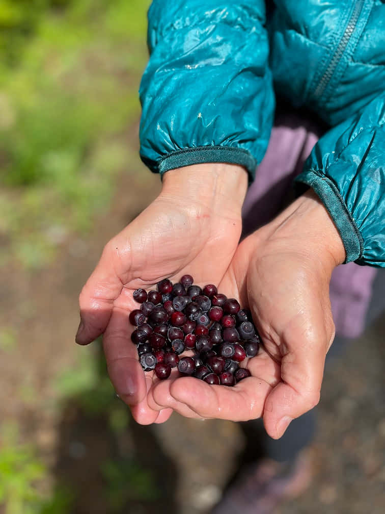 Handfulof Huckleberries Wallpaper