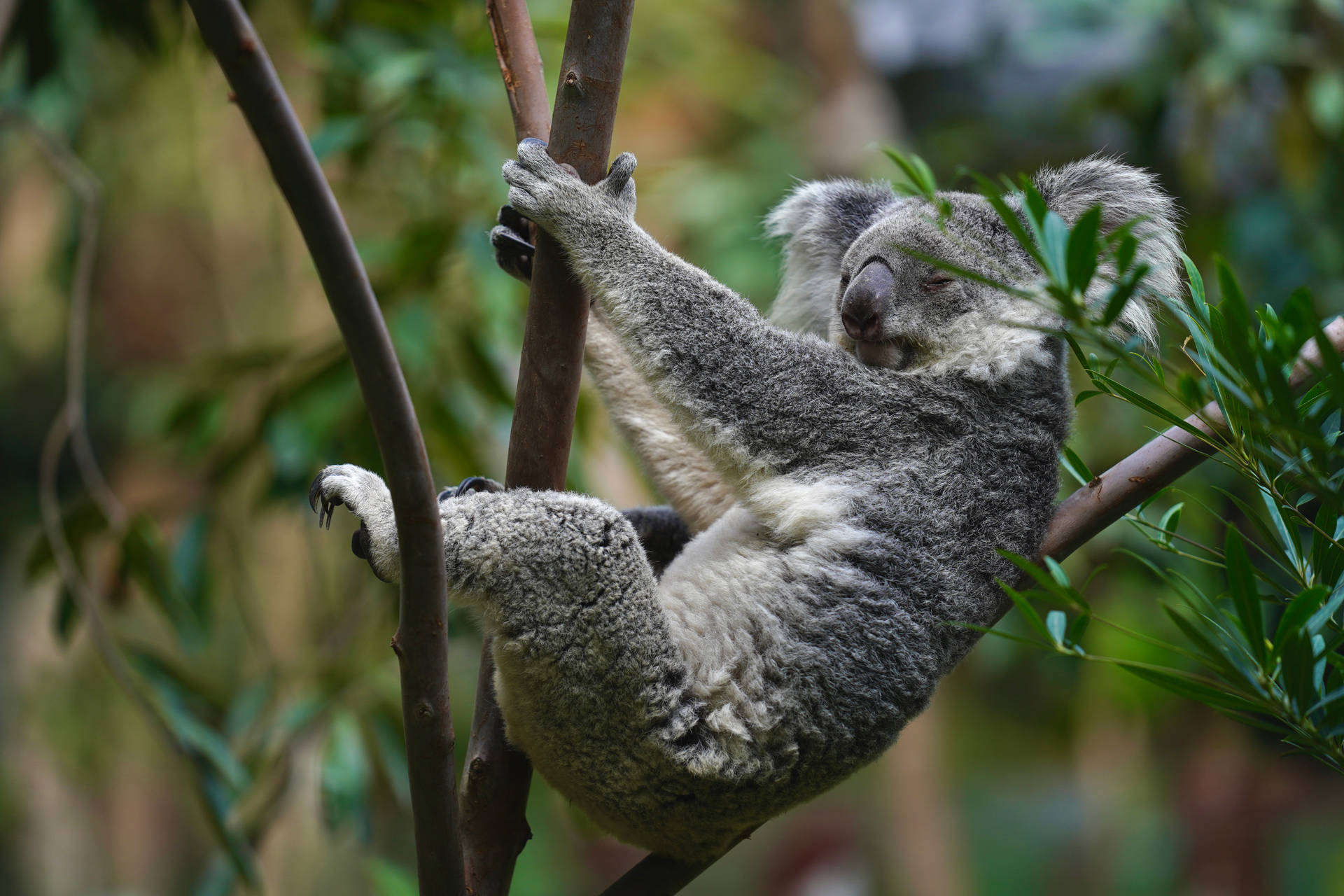 Koala on Tree · Free Stock Photo