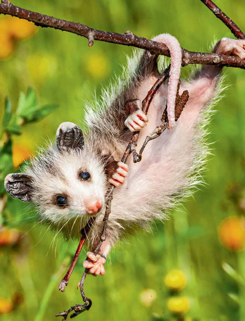 Hanging Opossum Branch Wallpaper