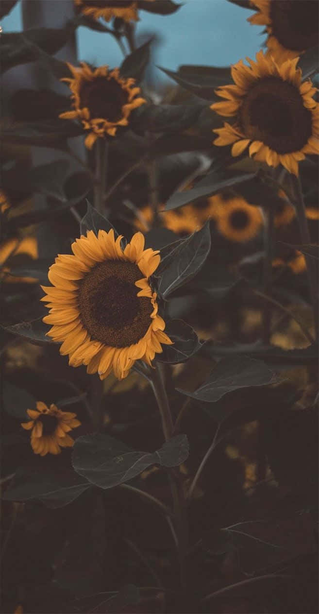 Happiness And Positivity With A Cute Sunflower Wallpaper