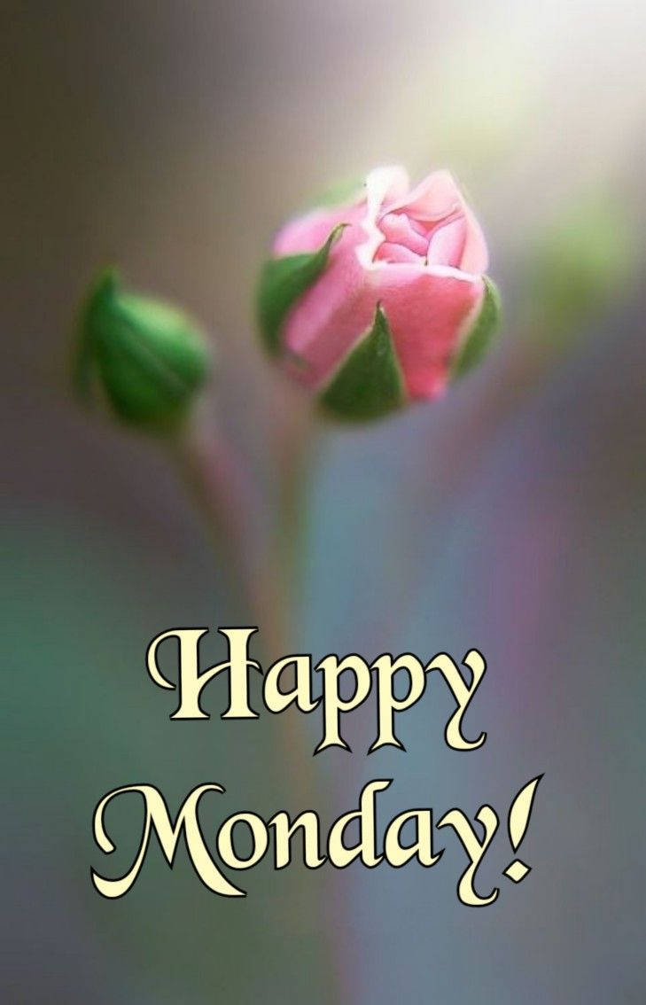 Happy Monday Flower Bud Wallpaper
