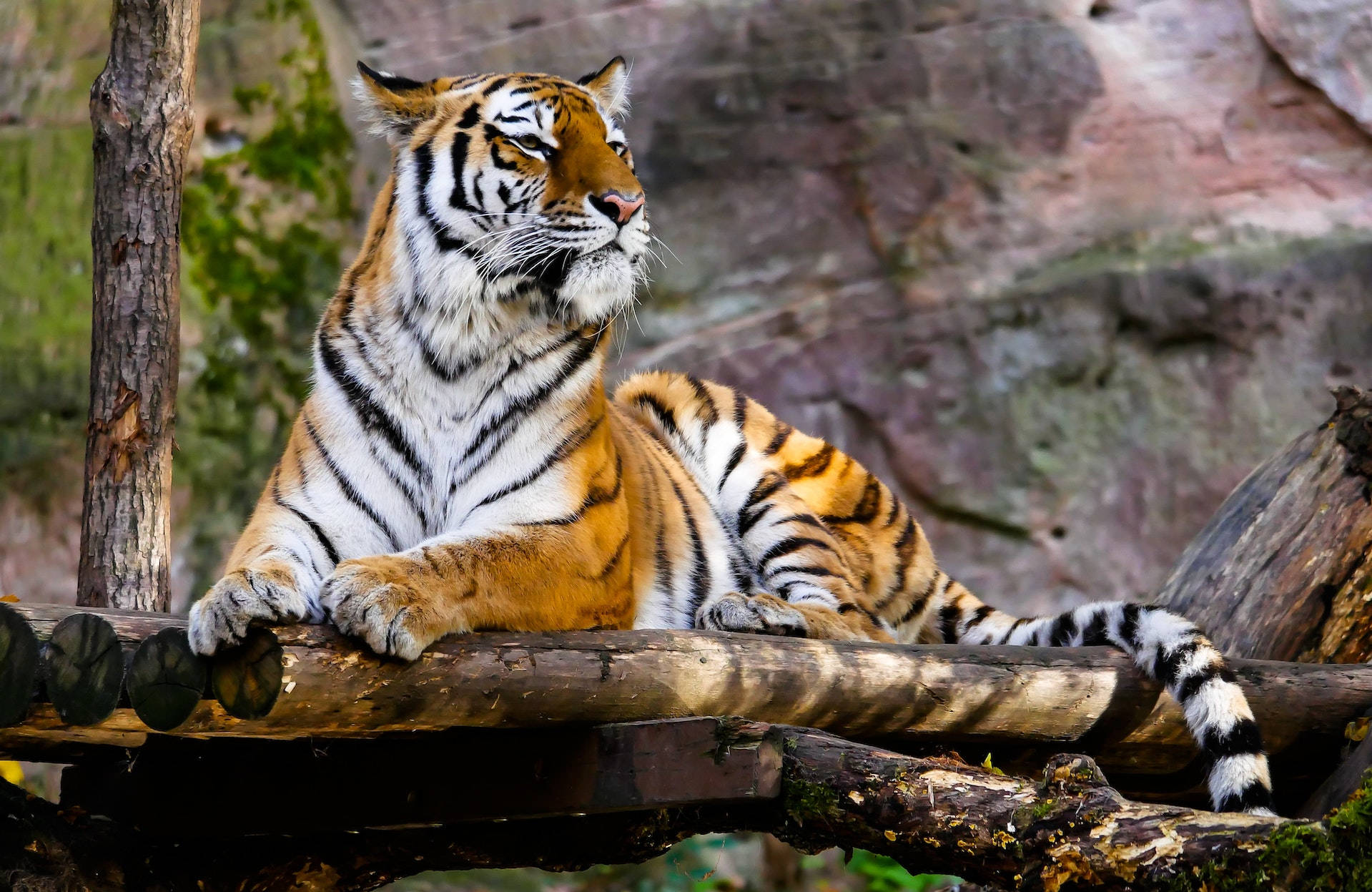 Harimau Sitting On Logs Wallpaper
