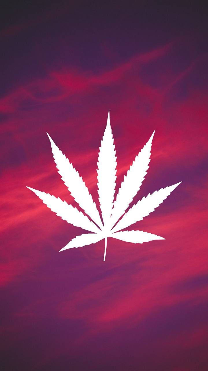 Harmonious Weed On Iphone Display Wallpaper