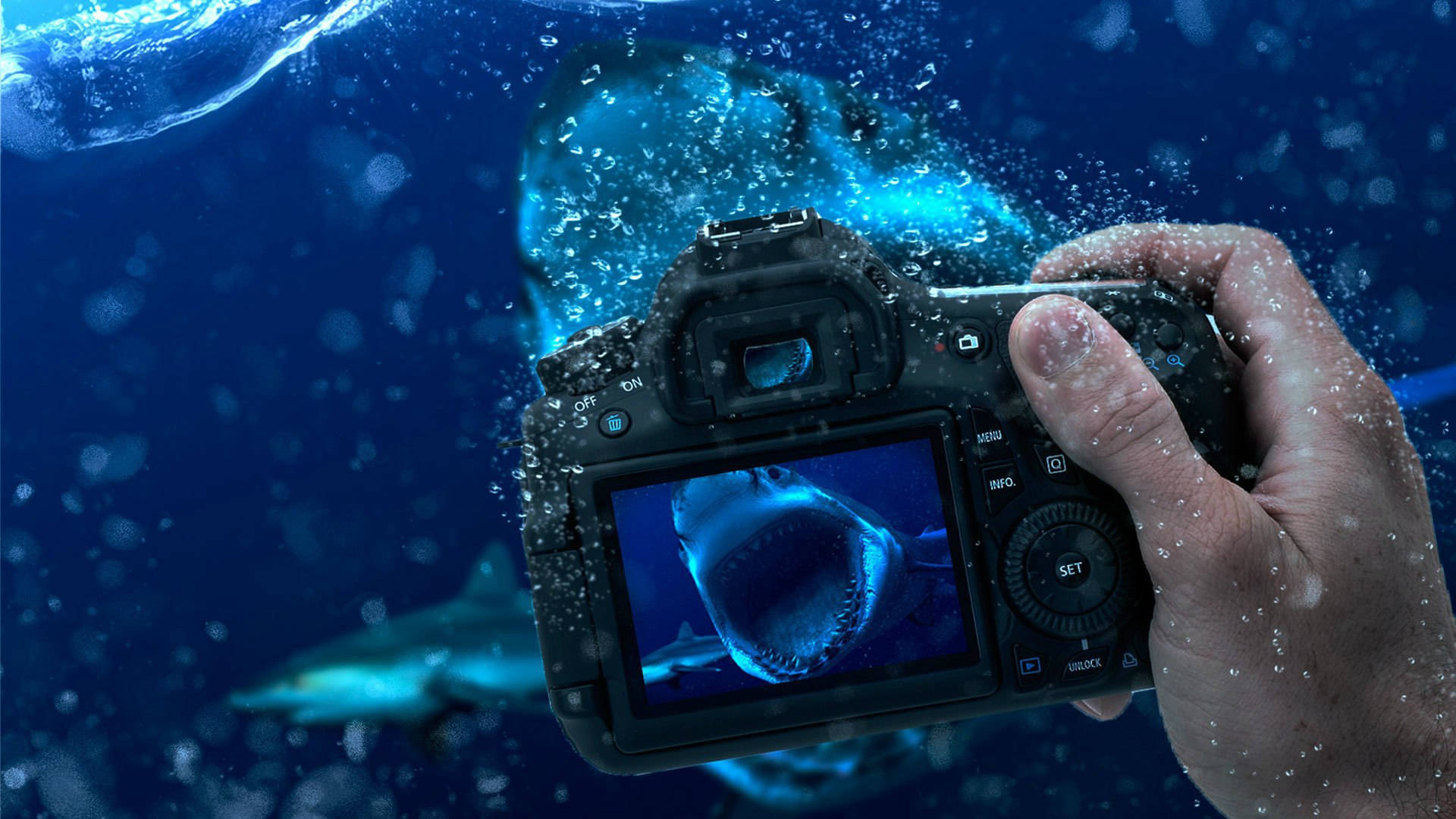 Hd Camera Underwater With Sharks Wallpaper