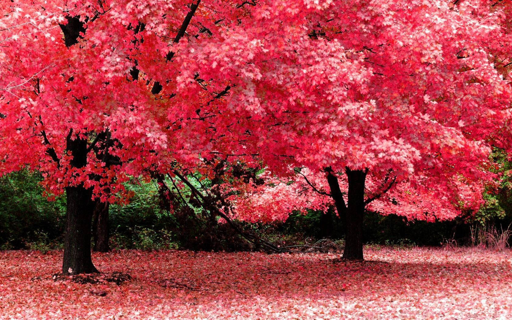 Hd Nature Cherry Blossoms Wallpaper