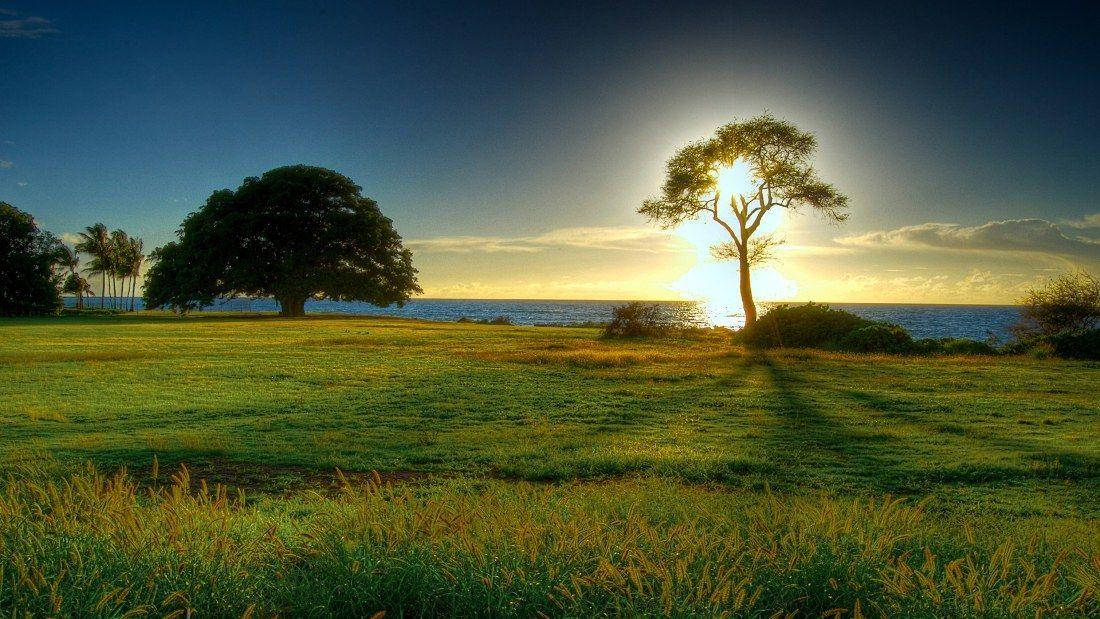 Hd Nature Trees On Grass Wallpaper