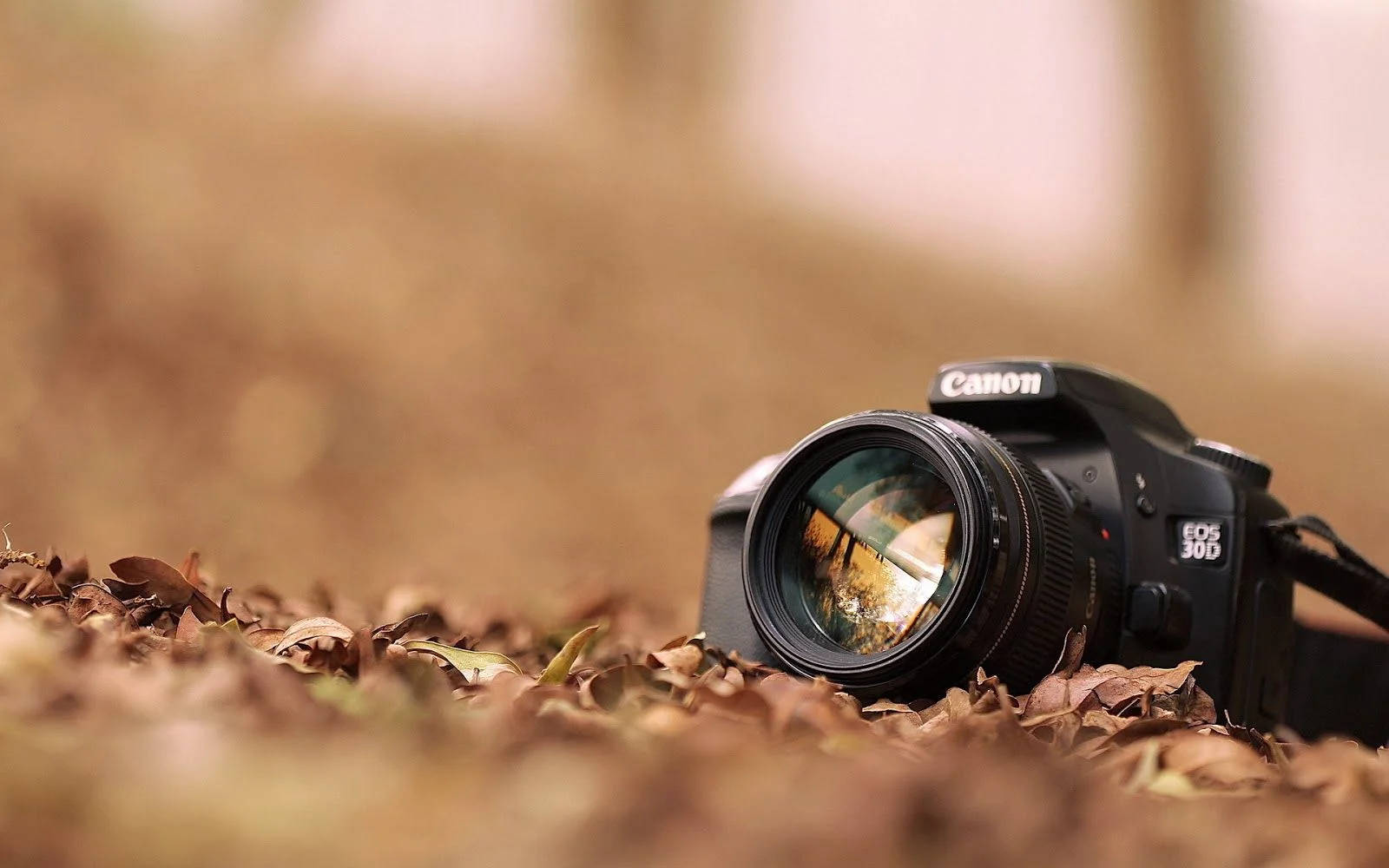 Hd Photography Of Camera By The Fallen Leaves Wallpaper