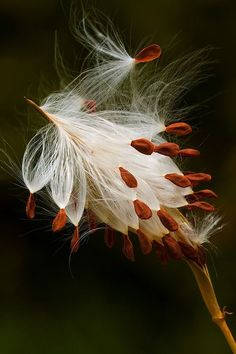Hd Photography Of Milkweed Flowers Sprouting Wallpaper