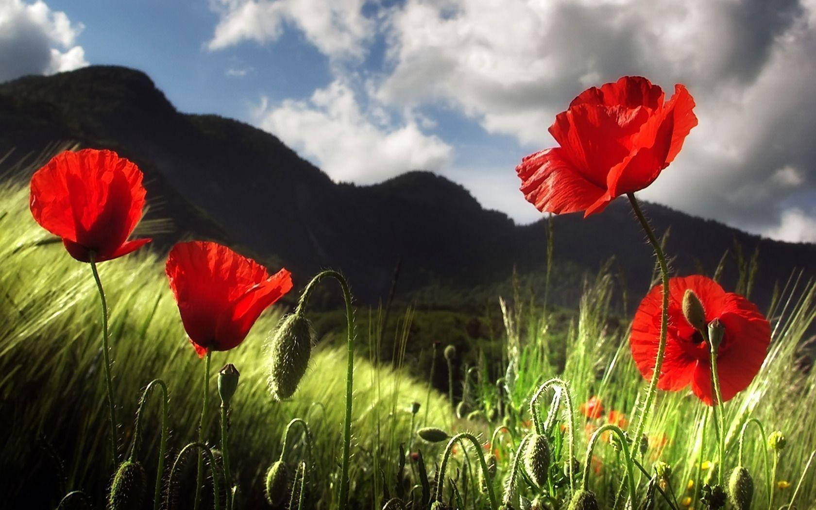 Hd Spring Poppy Flowers Wallpaper