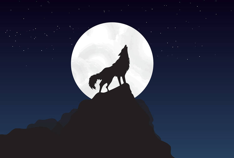 Hd Wolf Vector Wallpaper