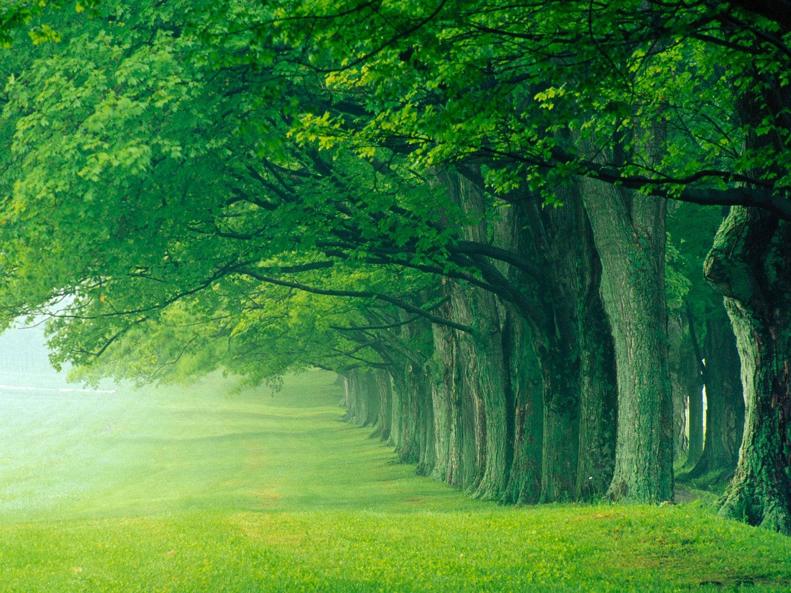 Heavenly Green Forest In Louisville Kentucky Wallpaper