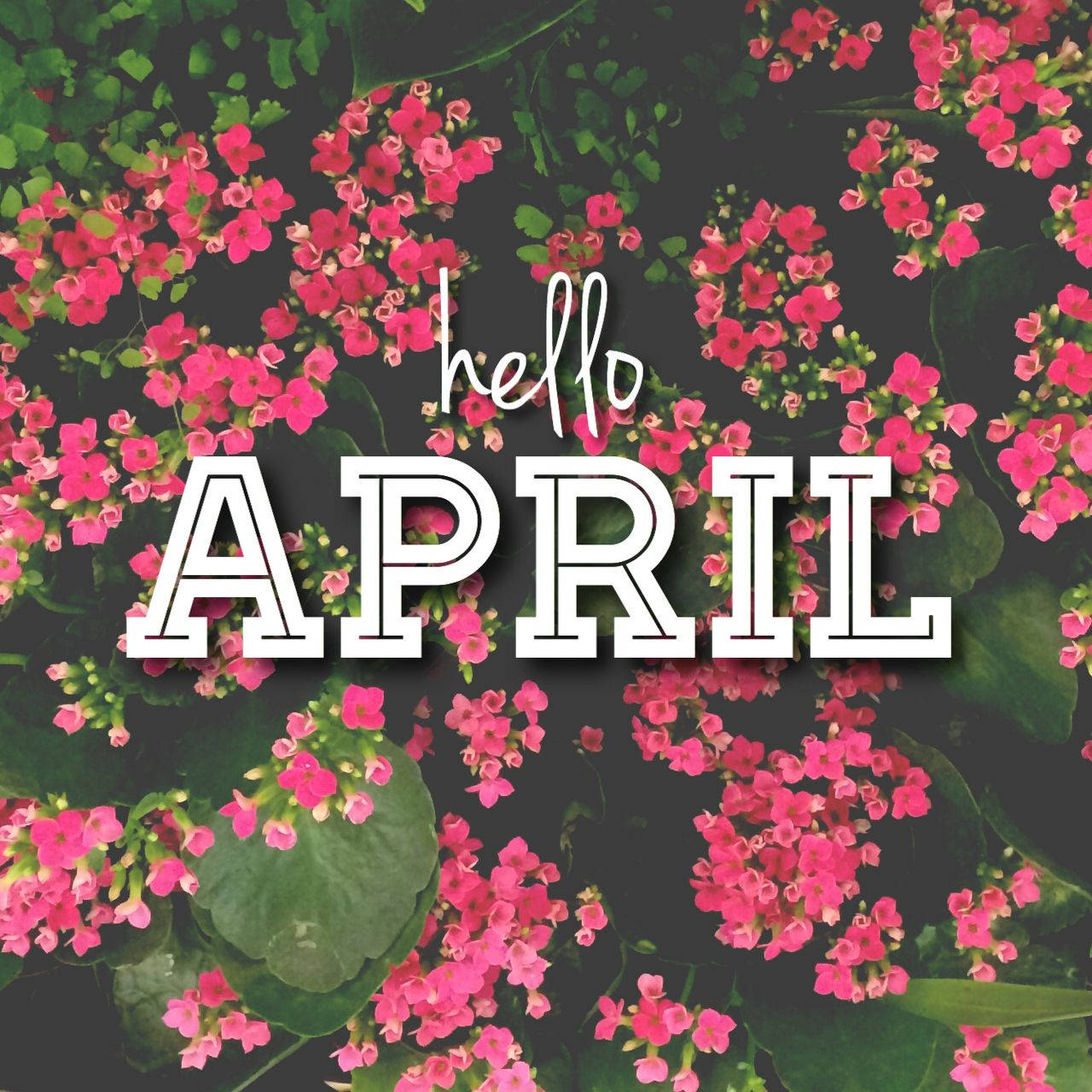 Hello April And Flowers Wallpaper