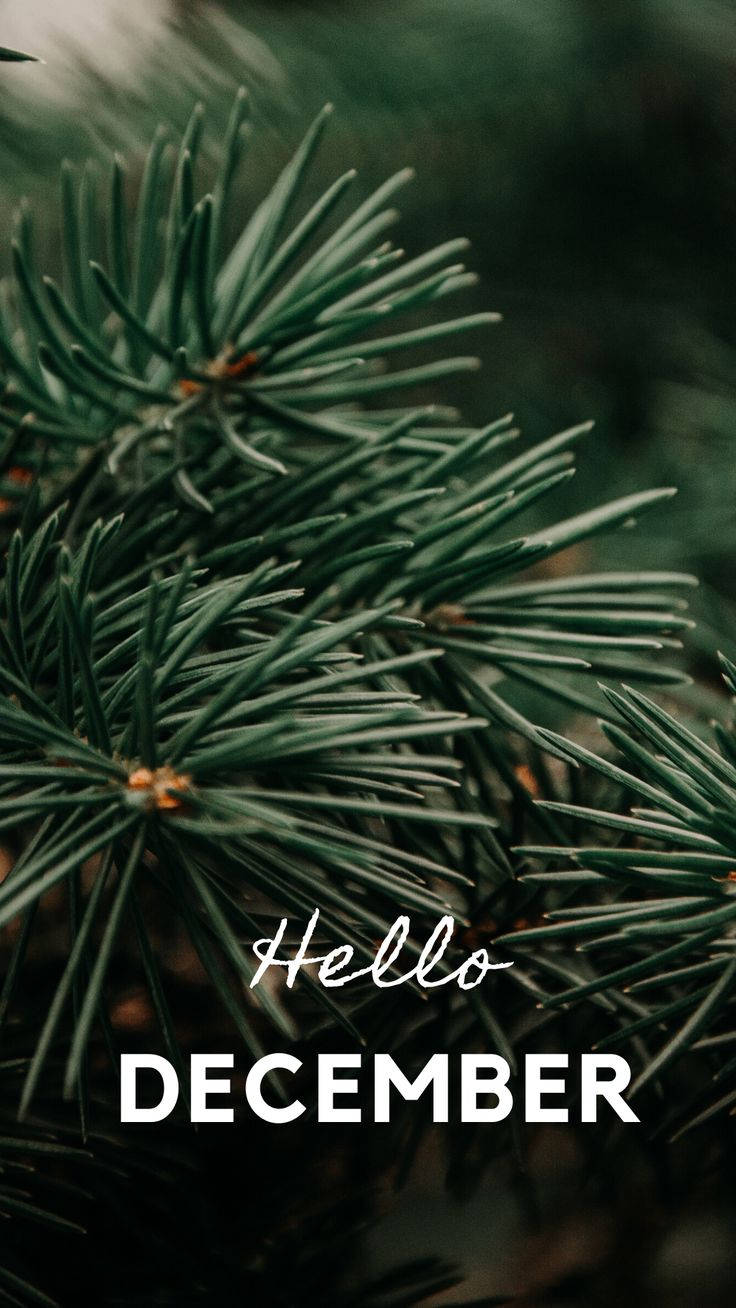 Hello December Pine Leaves Wallpaper