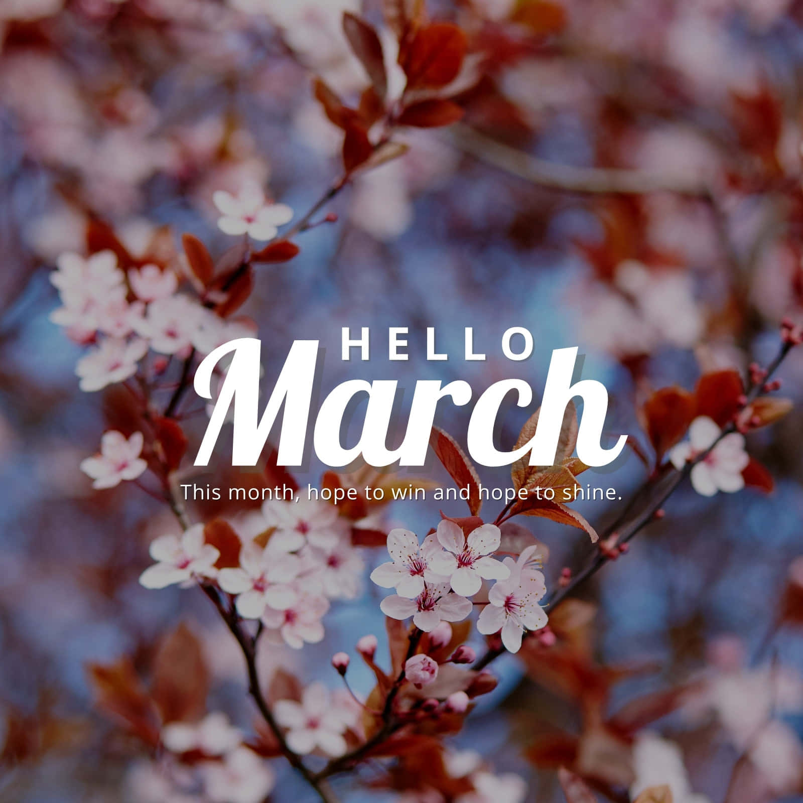 Hello March Autumn Cherry Blossom Graphic Art Wallpaper