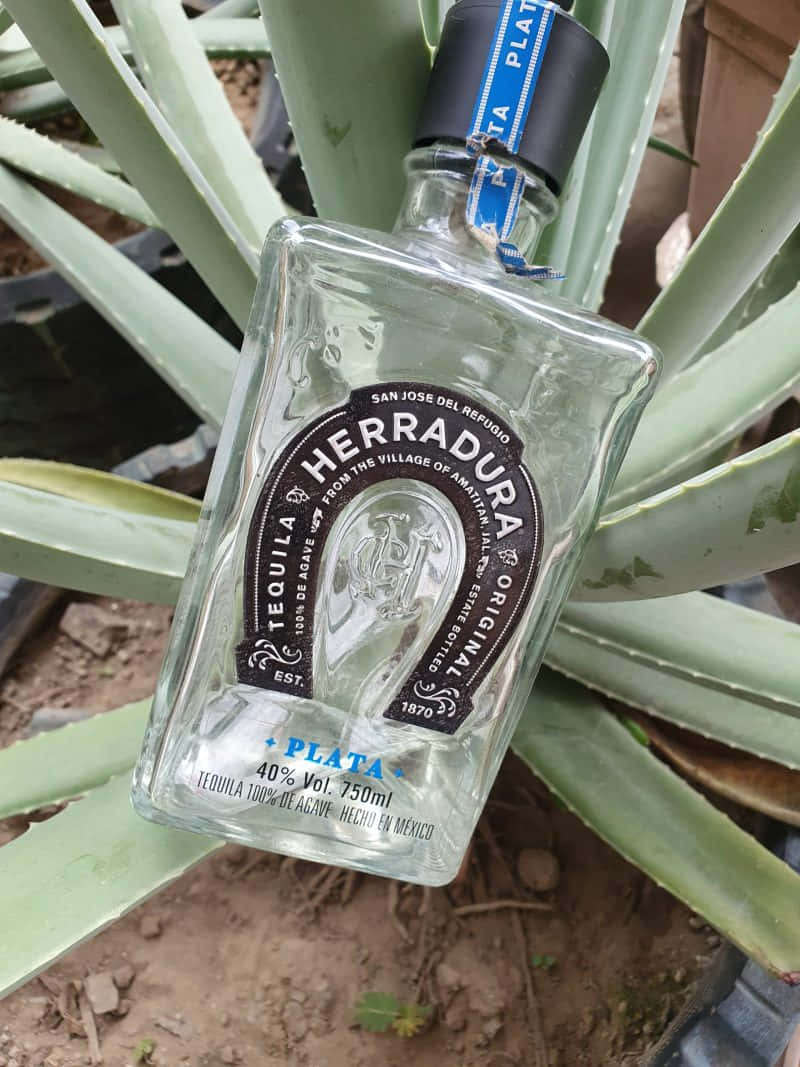 Herradura Tequila Bottle Agave Background Wallpaper