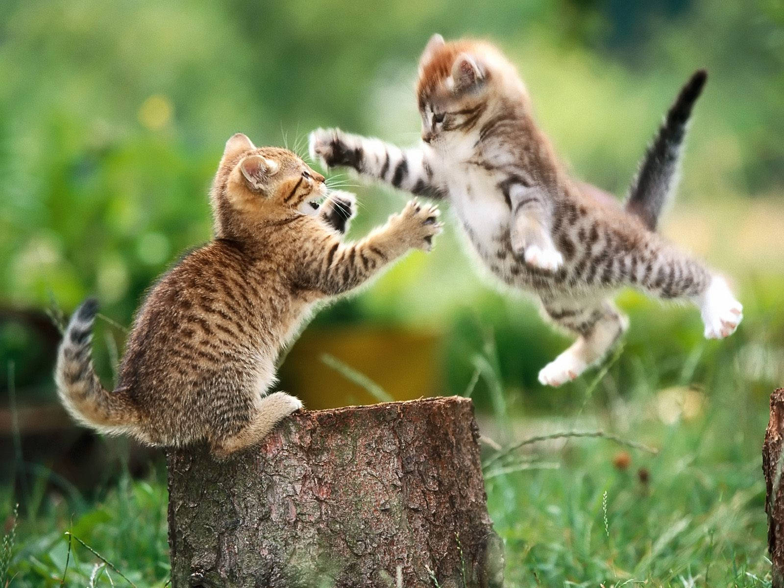 High Resolution Desktop Cat Fight Wallpaper