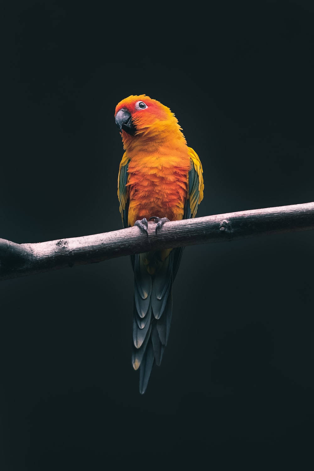 High Resolution Desktop Parrot Wallpaper