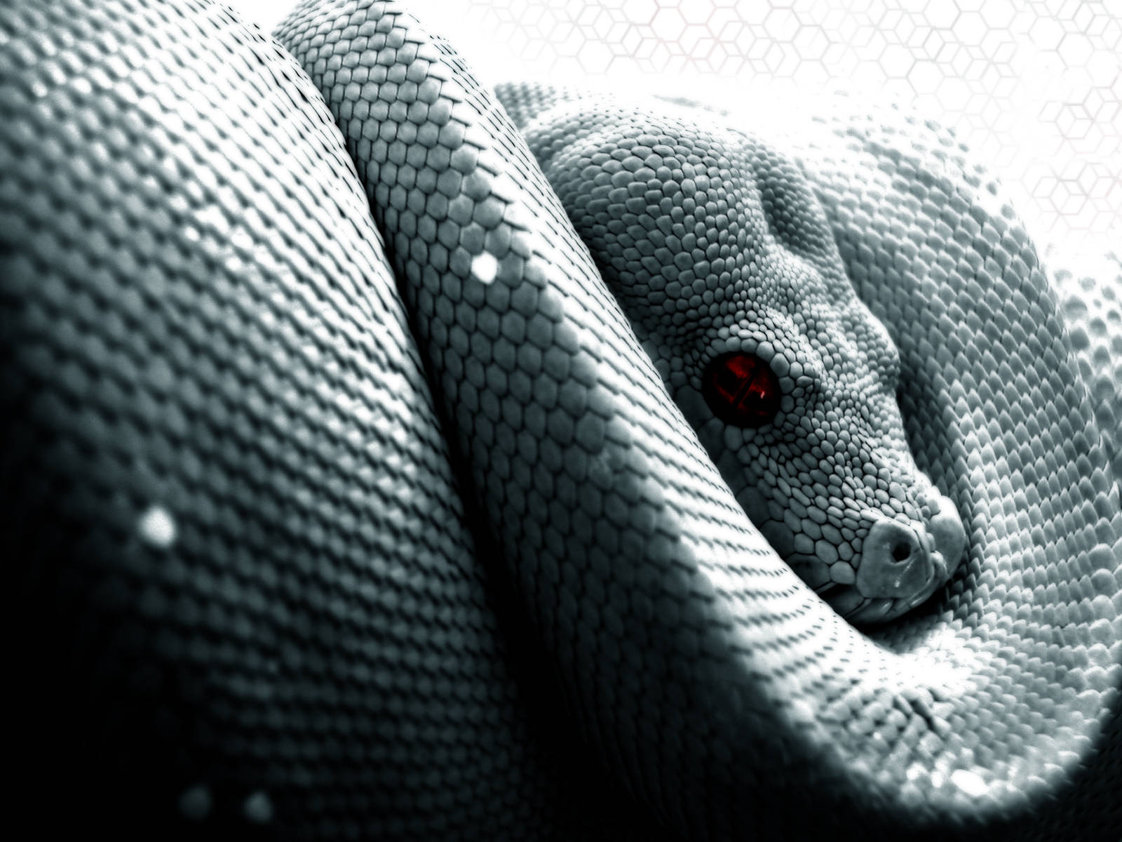 High Resolution Desktop Snake Wallpaper
