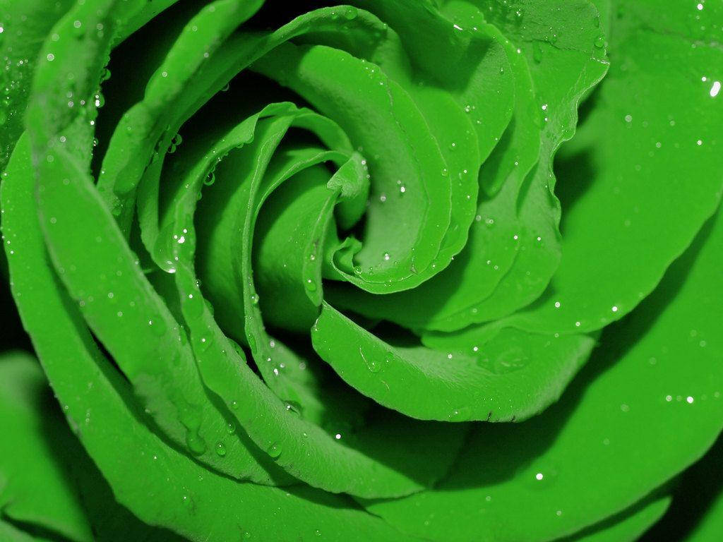 Hijau Green Rose Wallpaper