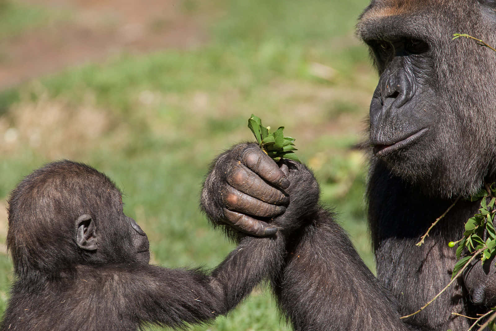 Holding Hands Cute Gorilla Wallpaper