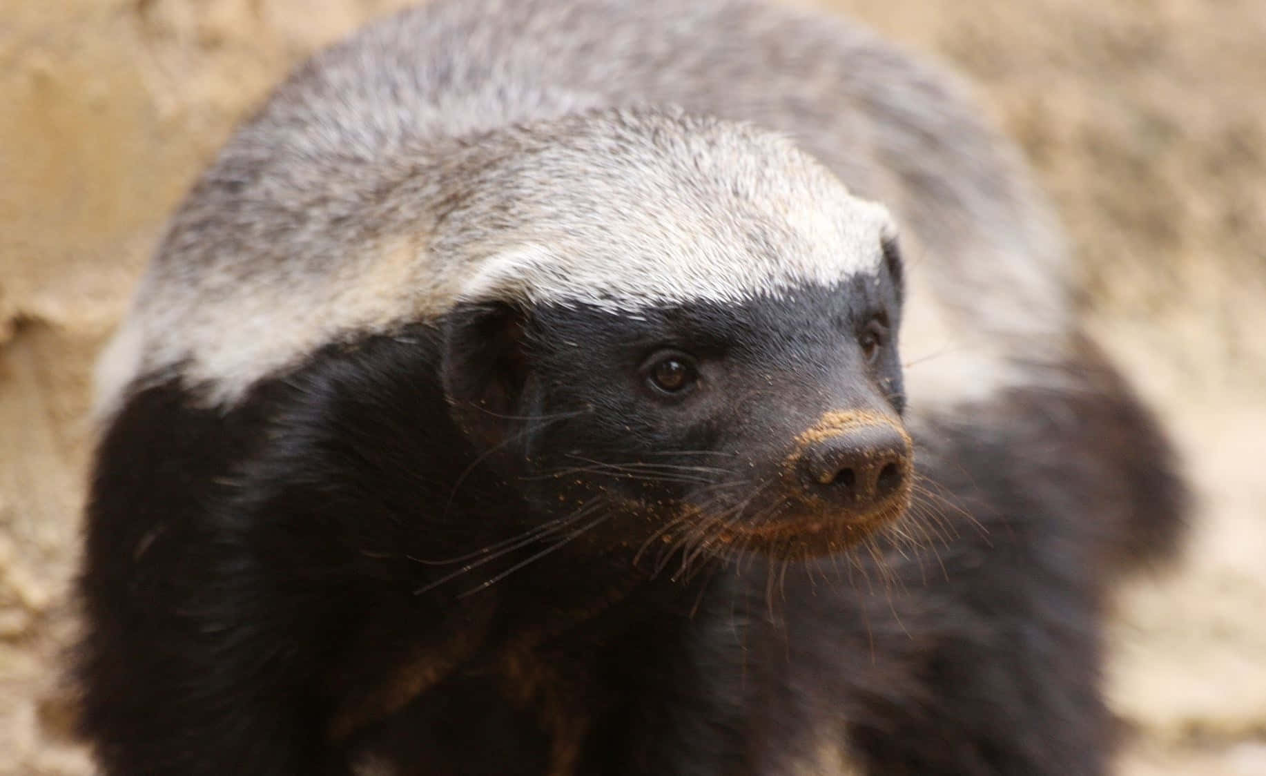 Honey Badger Close Up Wallpaper