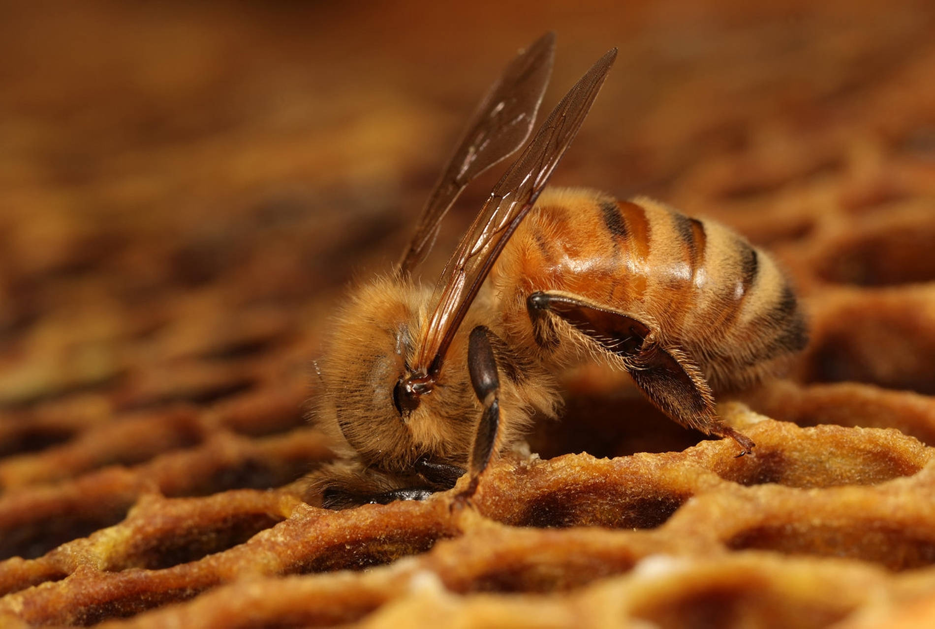Honeycomb Honey Bee Wallpaper