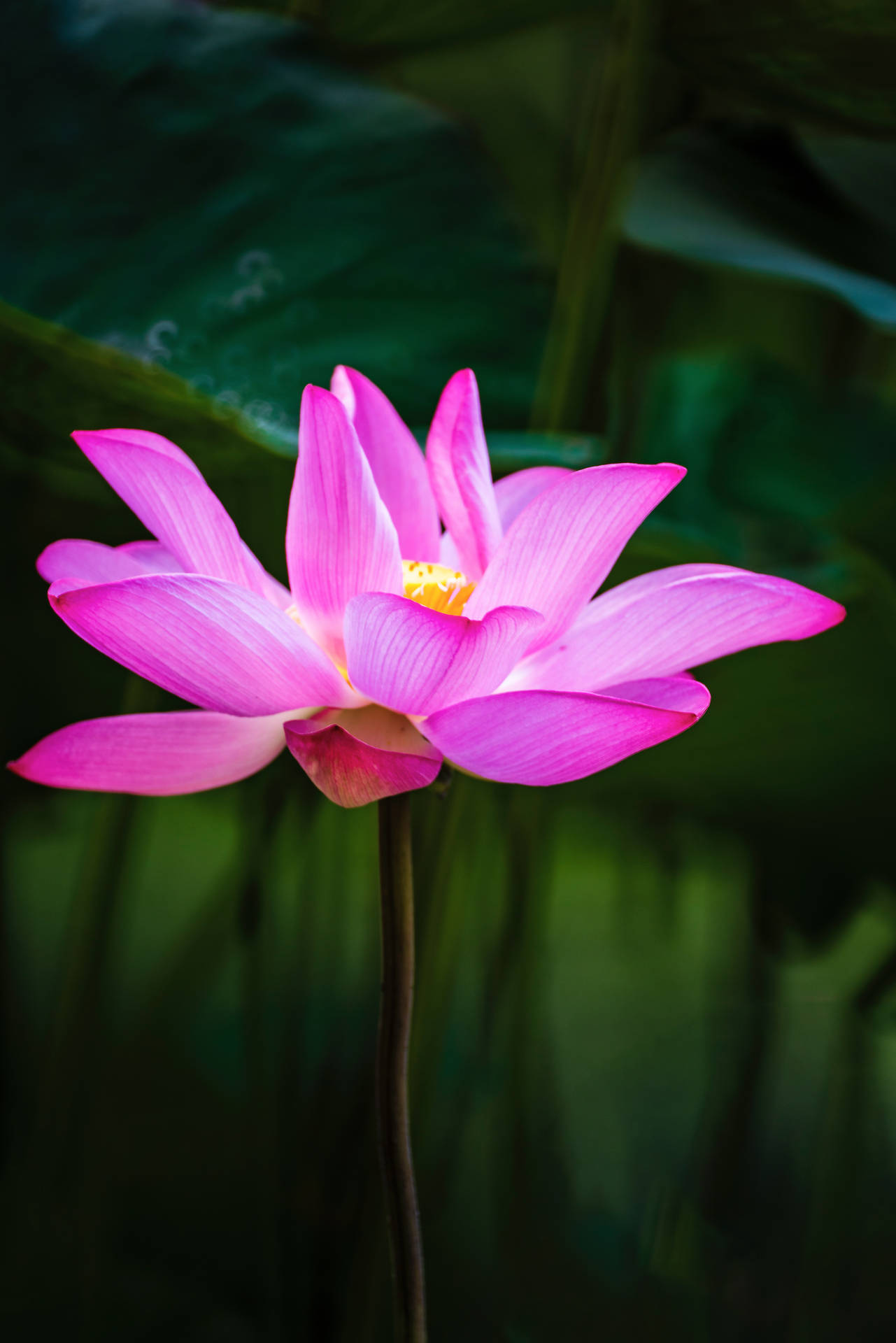 Lotus Water Lily Pink - Free photo on Pixabay - Pixabay