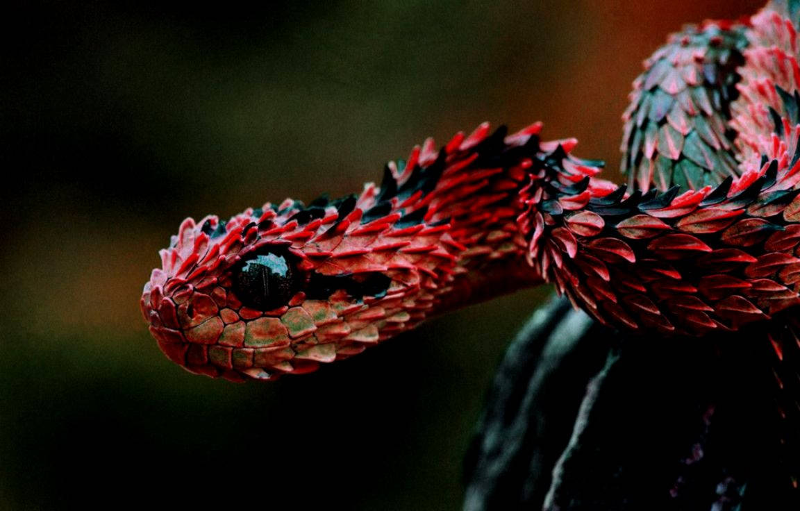 Horned Corn Snake Wallpaper