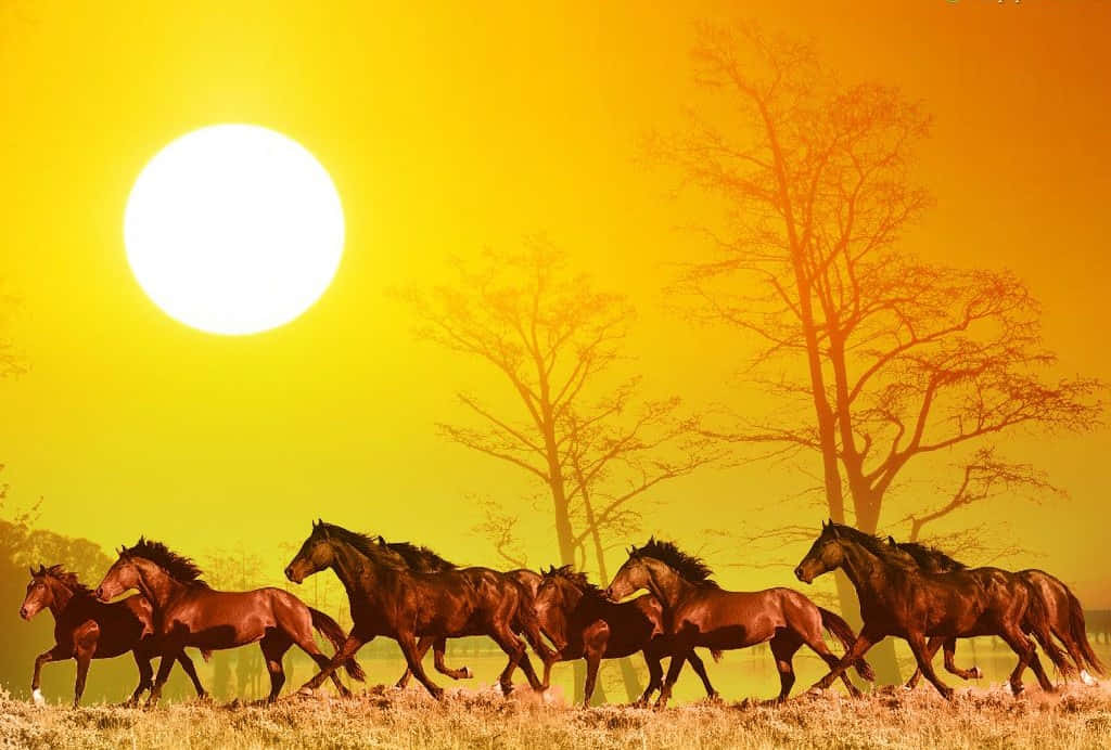 Horses Run Under The Sun Wallpaper