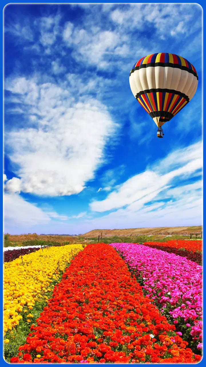 Hot Air Balloon Above A Flower Field Wallpaper