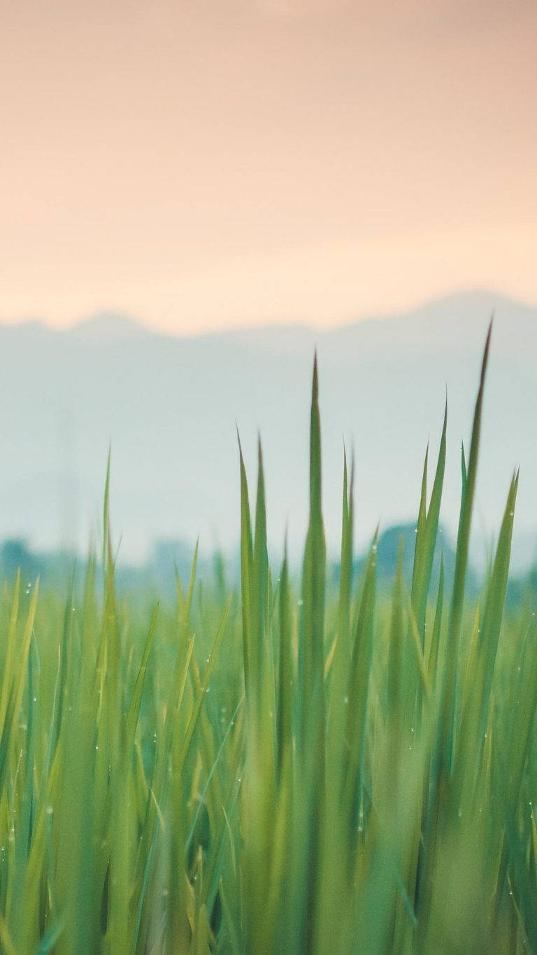 Huawei Honor Green Grass Wallpaper