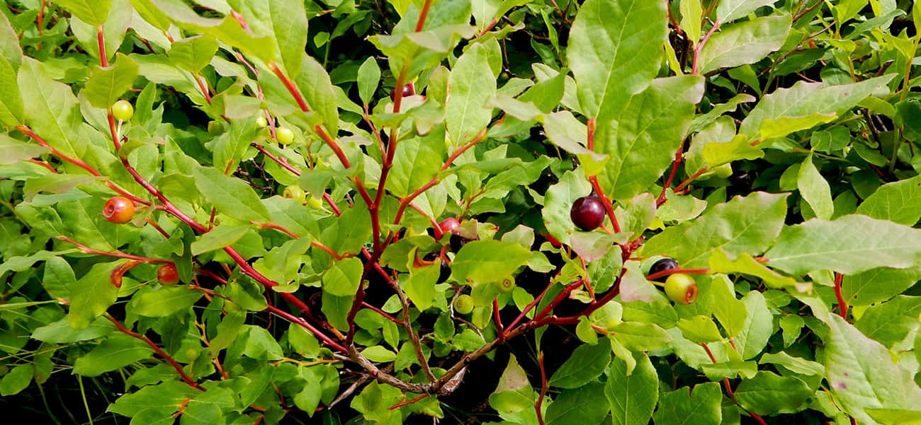 Huckleberry Bush Ripe Berries Wallpaper