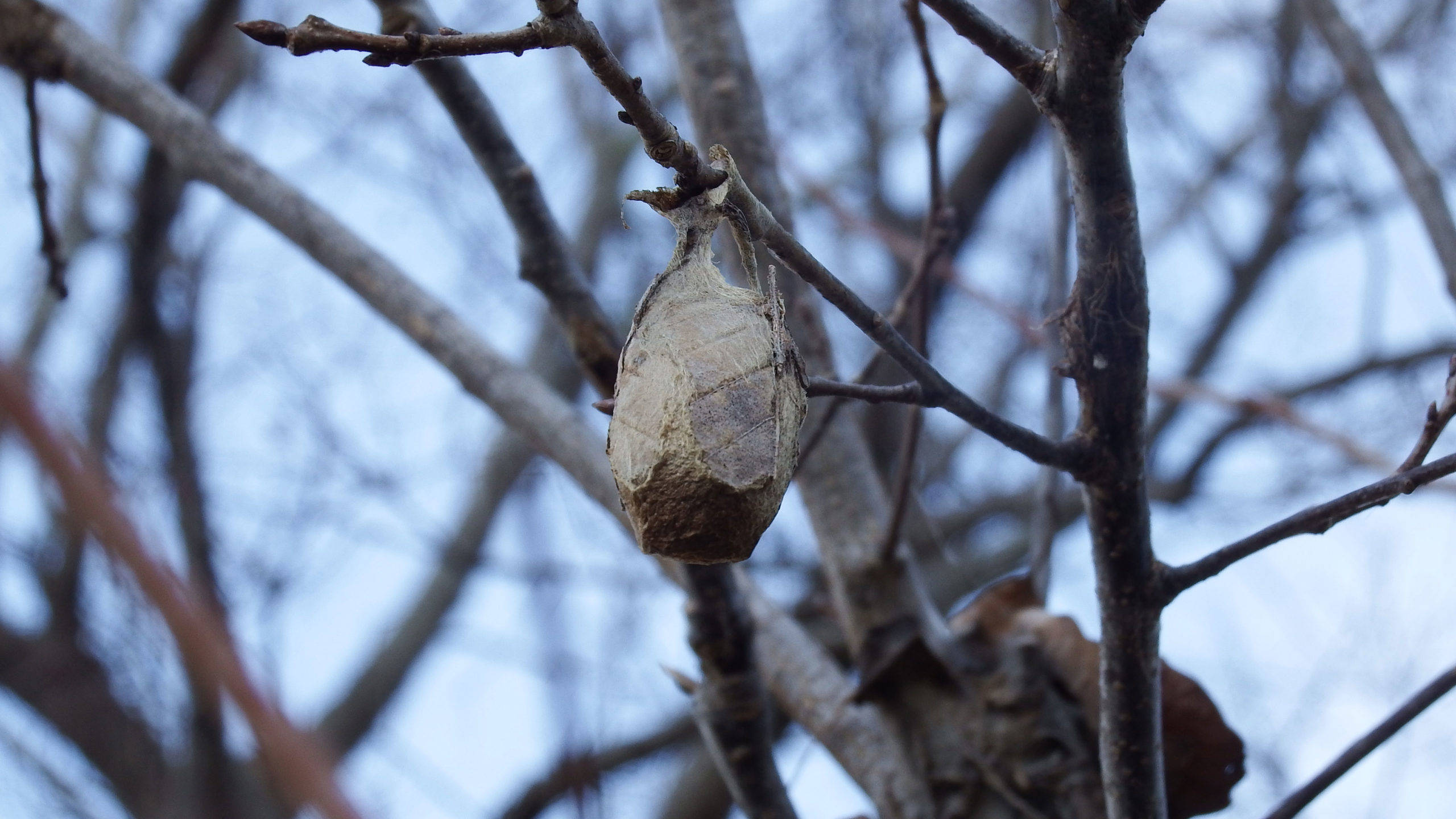 Huge Moth Cocoon Wallpaper