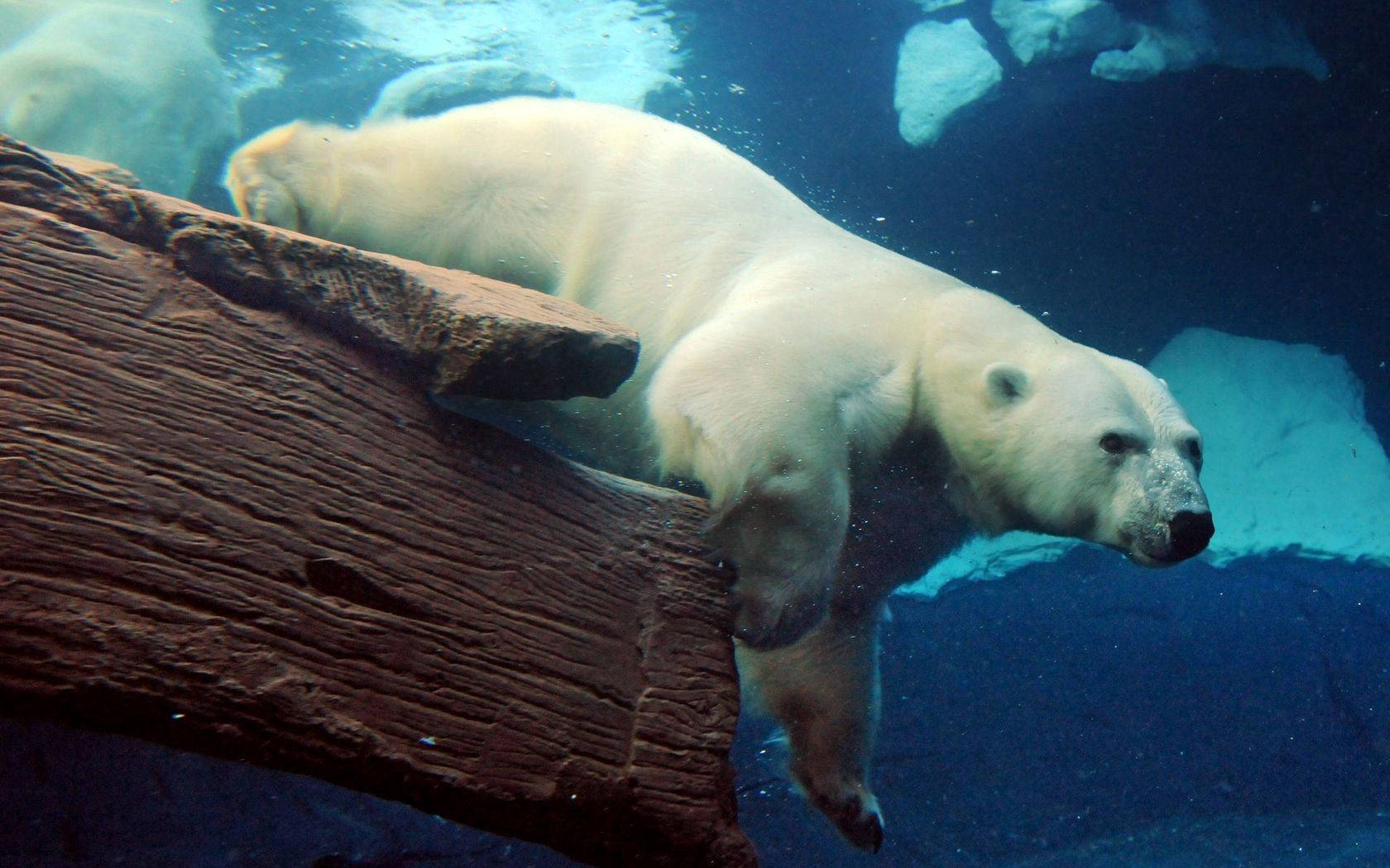 Huge Polar Bear Underwater Wallpaper