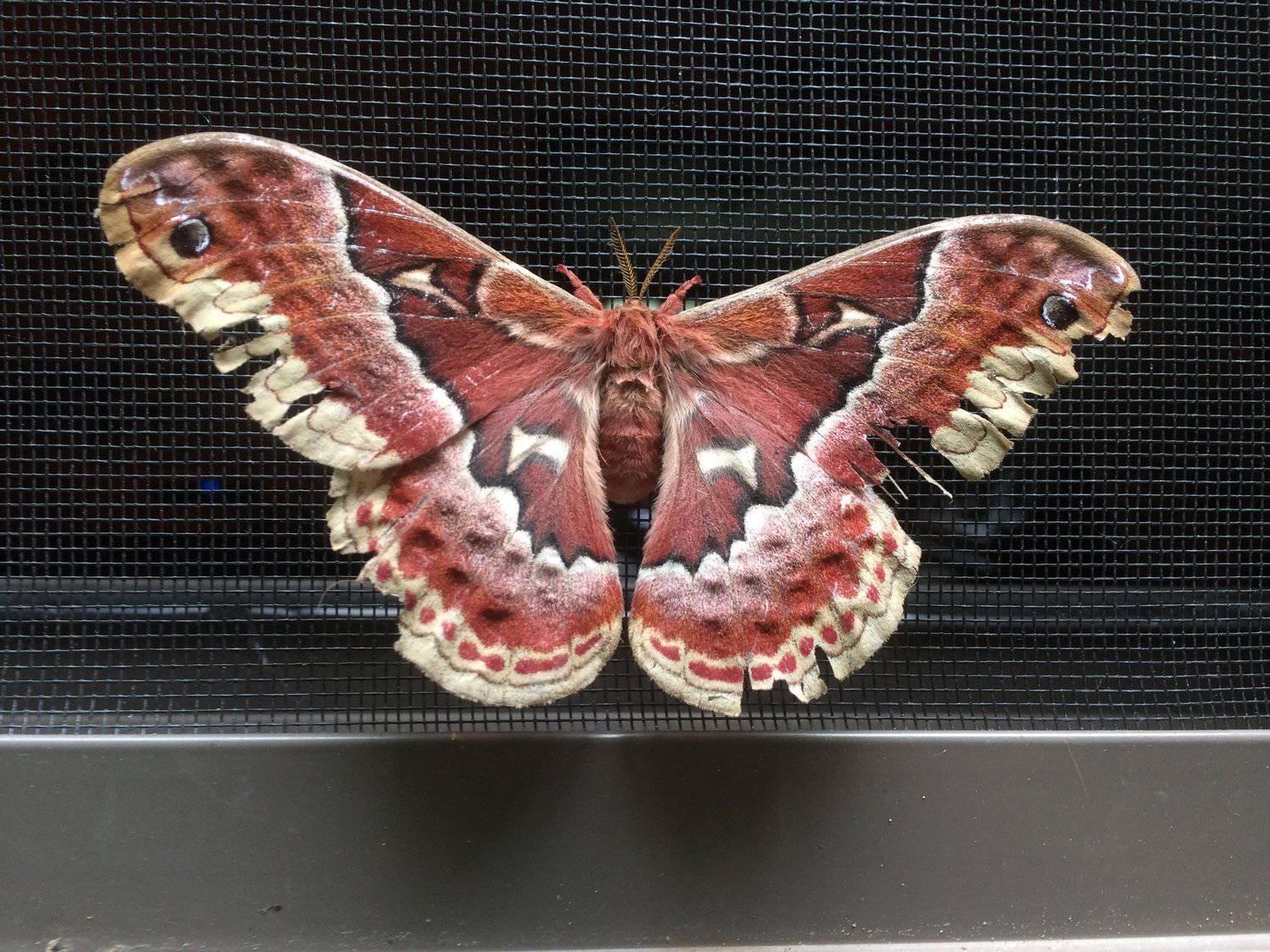 Huge Striking Promethea Silkmoth Indiana Wallpaper