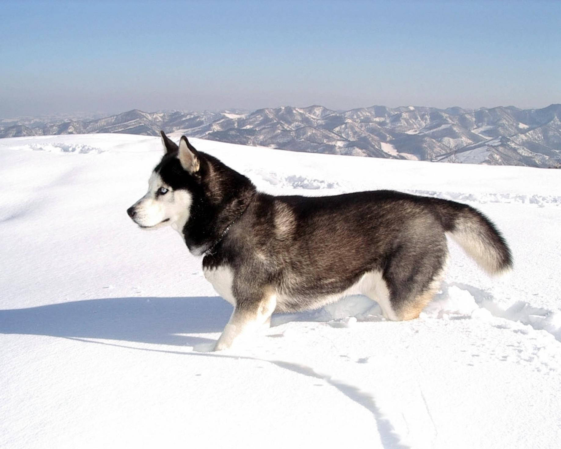 Husky Paws Buried In Snow Wallpaper