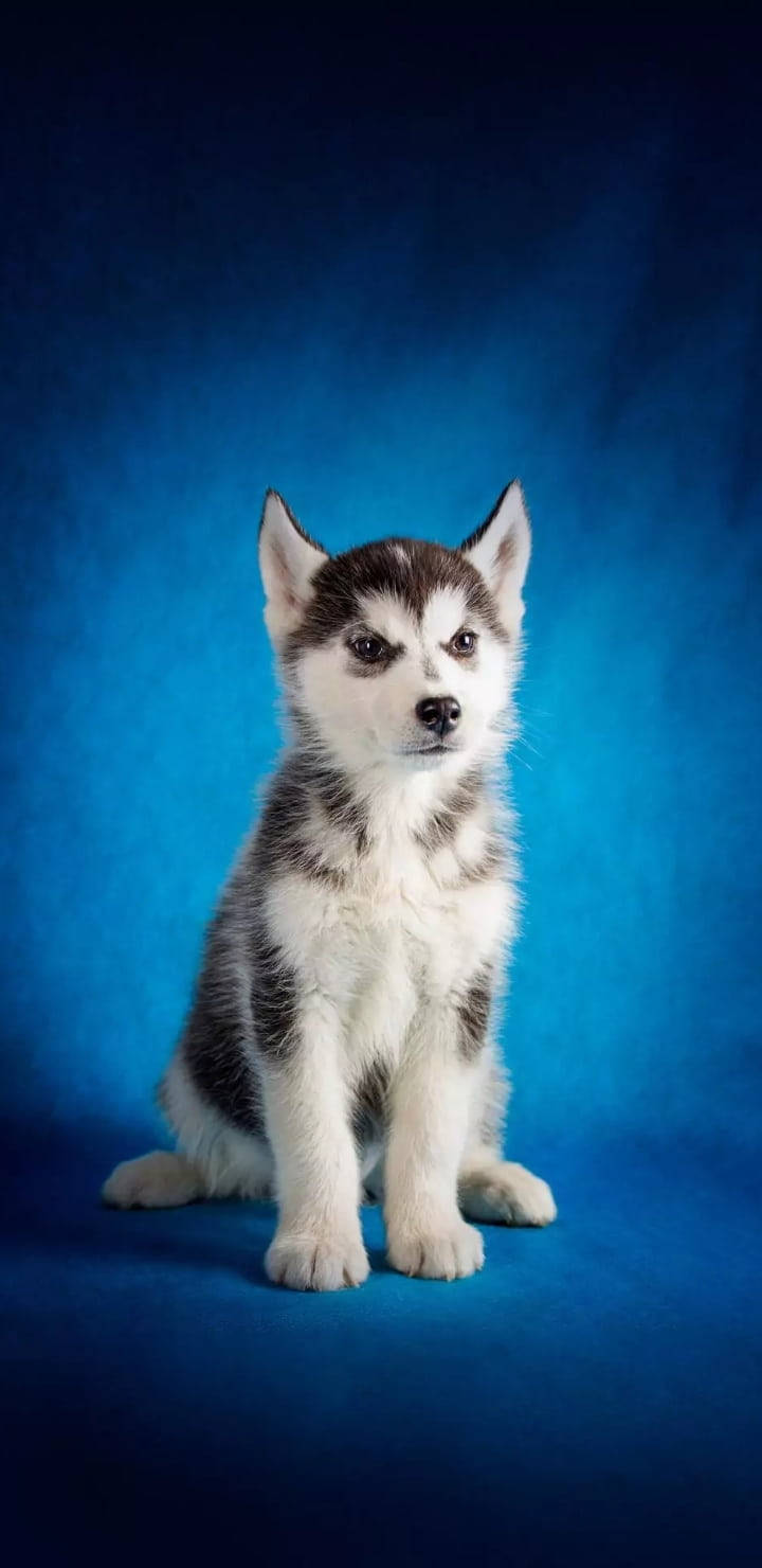 Husky Puppy Blue Wallpaper