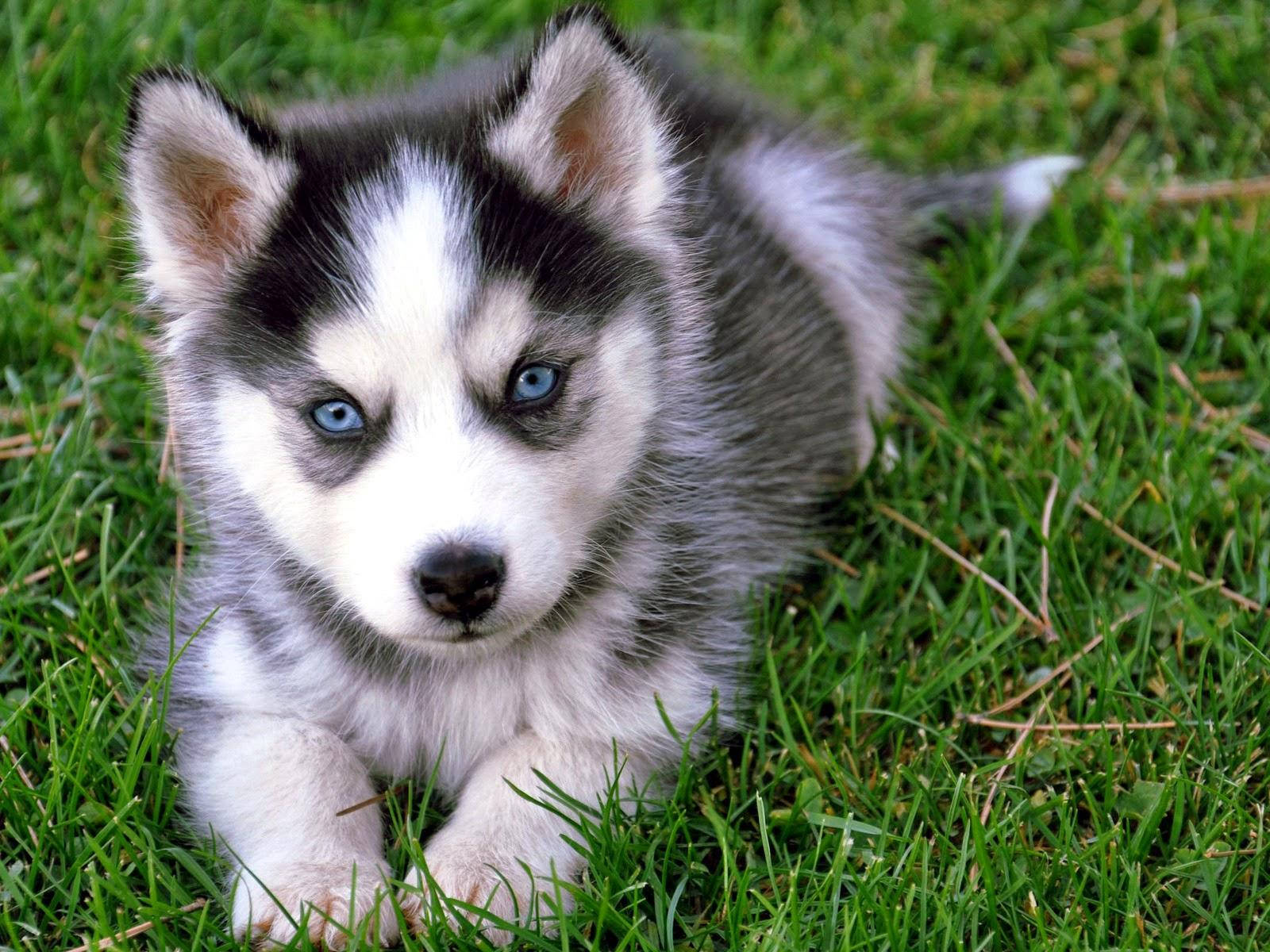 Husky Puppy Lying On Grass Wallpaper