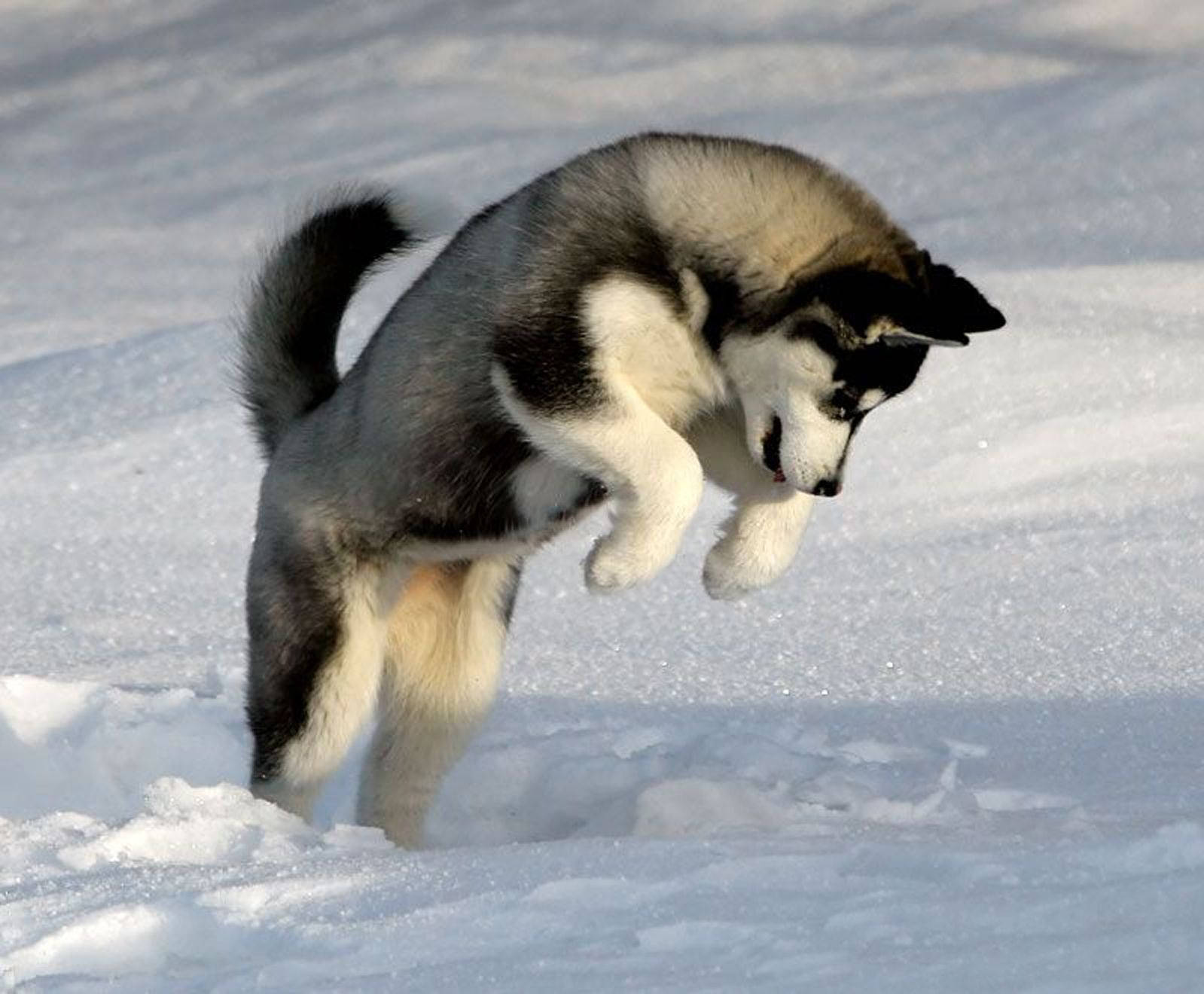 Husky Puppy Playing In Snow Wallpaper