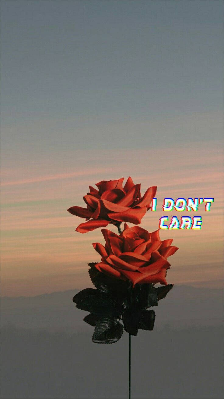 I Don't Care Roses Wallpaper