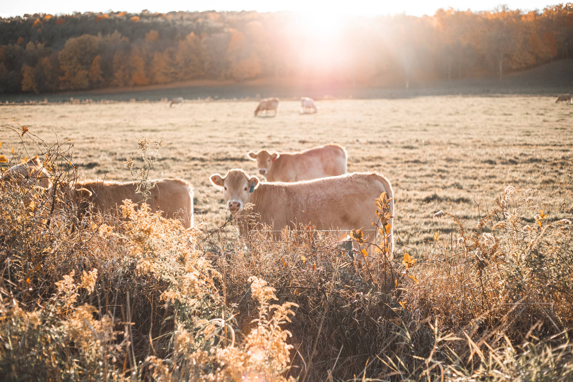 3440x1440] Fabulous Cows : r/wallpaper