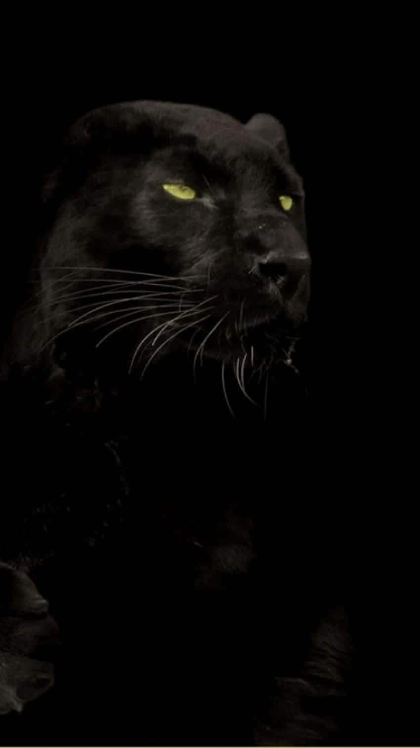 Image A Majestic Black Jaguar Roams In Its Natural Habitat Wallpaper