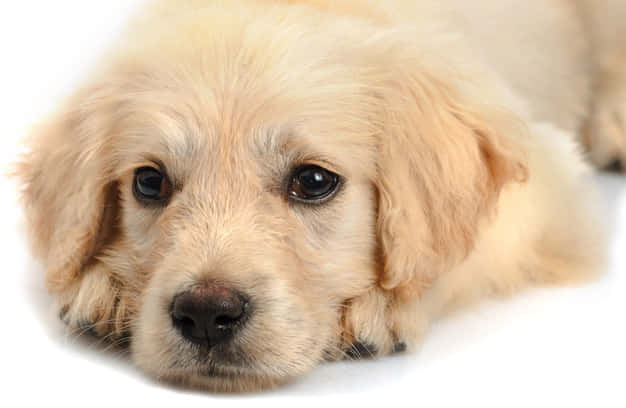 Image Adorable Golden Retriever Puppy Wallpaper